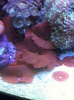 ImageUploadedByReefs1340980604.922831.jpg