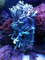 ImageUploadedByReefs1340980632.720175.jpg