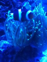 ImageUploadedByReefs1341011594.045391.jpg