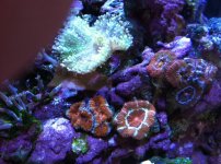 ImageUploadedByReefs1332106226.986549.jpg