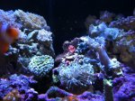 ImageUploadedByReefs1332106250.583243.jpg