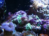 ImageUploadedByReefs1332106276.667949.jpg