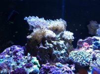 ImageUploadedByReefs1332106303.567778.jpg