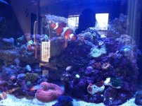 ImageUploadedByReefs1332106323.231110.jpg