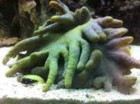 ImageUploadedByReefs1334182586.362931.jpg