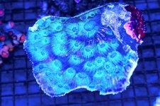 Blue eyed chalice 6-30-12.jpg