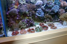display tank 6-30-12.jpg