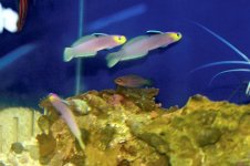firefish.jpg