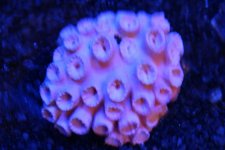 Lg Sun Coral.jpg