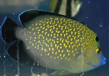 gold flake angelfish.jpg