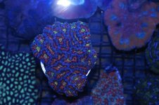rainbow acans.jpg
