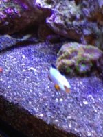 ImageUploadedByReefs1332205677.198690.jpg