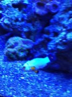 ImageUploadedByReefs1332205692.305513.jpg