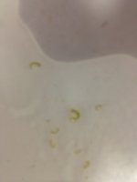 ImageUploadedByReefs1337691456.890884.jpg