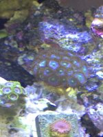 ImageUploadedByReefs1334315957.599185.jpg ImageUploadedByReefs1334315957.599185.jpg