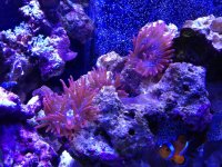 ImageUploadedByReefs1337729018.598345.jpg