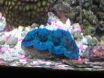 clam.jpg