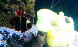 fish pics 4 13 2012 106.jpg