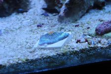 IMG_2975.jpg