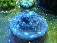 ImageUploadedByReefs1337882359.890234.jpg