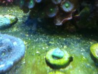 ImageUploadedByReefs1337882393.173720.jpg