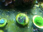 ImageUploadedByReefs1337882411.170918.jpg