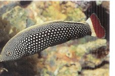red tail female.jpg