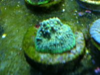 ImageUploadedByReefs1337882439.292592.jpg