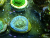 ImageUploadedByReefs1337882459.991104.jpg