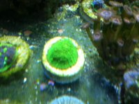 ImageUploadedByReefs1337882485.712964.jpg
