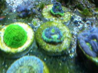 ImageUploadedByReefs1337882514.413086.jpg
