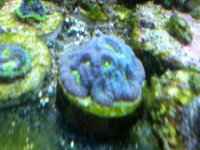 ImageUploadedByReefs1337882538.274972.jpg