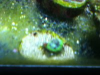 ImageUploadedByReefs1337882583.796004.jpg