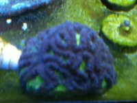 ImageUploadedByReefs1337882605.854398.jpg