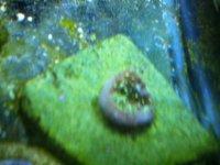 ImageUploadedByReefs1337882632.666901.jpg