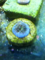 ImageUploadedByReefs1337882700.736800.jpg