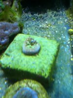 ImageUploadedByReefs1337882721.350000.jpg