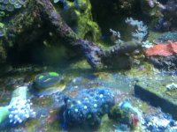 ImageUploadedByReefs1337883045.019626.jpg