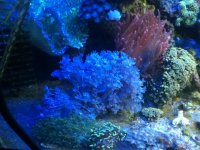 ImageUploadedByReefs1337883117.302733.jpg