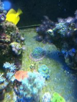 ImageUploadedByReefs1337883193.919313.jpg