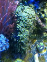 ImageUploadedByReefs1337883218.295890.jpg