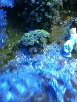 ImageUploadedByReefs1337883238.272594.jpg