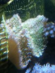 ImageUploadedByReefs1337883269.758213.jpg