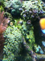 ImageUploadedByReefs1337883303.205495.jpg