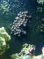 ImageUploadedByReefs1337883352.824394.jpg