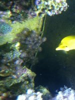 ImageUploadedByReefs1337883375.247688.jpg
