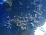 ImageUploadedByReefs1337883401.852797.jpg