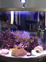 ImageUploadedByReefs1357405025.402301.jpg