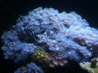 ImageUploadedByReefs1337883457.930861.jpg