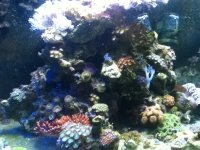 ImageUploadedByReefs1337883490.577166.jpg